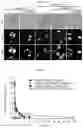 Fig. 08 - ORAL ANTICANCER PRODRUGS, THEIR PREPARATION METHODS AND APPLICATIONS