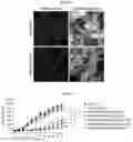 Fig. 10 - ORAL ANTICANCER PRODRUGS, THEIR PREPARATION METHODS AND APPLICATIONS