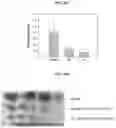 Fig. 14 - ORAL ANTICANCER PRODRUGS, THEIR PREPARATION METHODS AND APPLICATIONS