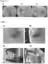 Fig. 03 - BIOPRODUCT BASED ON SELENIUM NANOPARTICLES IN A HONEY MATRIX FOR THE TREATMENT OF COMPLEX INJURIES AND DERMATOLOGICAL INFECTIONS