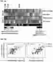 Fig. 13 - Compositions and methods targeting complement component 3 for inhibiting tumor growth