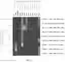 Fig. 15 - Compositions and methods targeting complement component 3 for inhibiting tumor growth