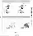 Fig. 32 - Compositions and methods targeting complement component 3 for inhibiting tumor growth