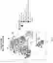 Fig. 37 - Compositions and methods targeting complement component 3 for inhibiting tumor growth