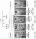 Fig. 41 - Compositions and methods for CAR T cell therapy