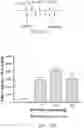 Fig. 56 - Compositions and methods for CAR T cell therapy