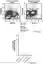 Fig. 78 - Compositions and methods for CAR T cell therapy