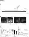 Fig. 07 - Methods and reagents for treating diabetes