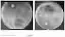Fig. 04 - COLLAGEN MEMBRANE OR MATRIX WITH ANTIMICROBIAL PROPERTIES