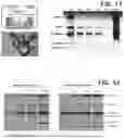 Fig. 12 - Method of treating Bruch's membrane hypofunction disease