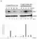 Fig. 02 - Genome stability enhancer