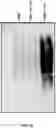 Fig. 12 - MODULATION OF GUT MICROBIOTA IN HUNTINGTON'S DISEASE AND RETT SYNDROME