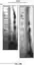 Fig. 41 - MODULATION OF GUT MICROBIOTA IN HUNTINGTON'S DISEASE AND RETT SYNDROME