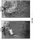 Fig. 47 - MODULATION OF GUT MICROBIOTA IN HUNTINGTON'S DISEASE AND RETT SYNDROME