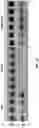 Fig. 56 - MODULATION OF GUT MICROBIOTA IN HUNTINGTON'S DISEASE AND RETT SYNDROME