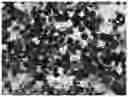 Fig. 01 - Applications of genetically engineered bacteria VNP20009-M in preparation of drugs for preventing and treating lung cancer