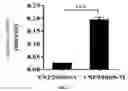 Fig. 04 - Applications of genetically engineered bacteria VNP20009-M in preparation of drugs for preventing and treating lung cancer
