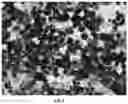 Fig. 06 - Applications of genetically engineered bacteria VNP20009-M in preparation of drugs for preventing and treating lung cancer