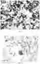 Fig. 10 - Applications of genetically engineered bacteria VNP20009-M in preparation of drugs for preventing and treating lung cancer