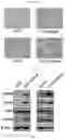 Fig. 09 - Methods and compositions for treating non-small cell lung cancer
