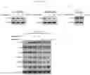Fig. 11 - Methods and compositions for treating non-small cell lung cancer