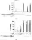 Fig. 13 - Methods and compositions for treating non-small cell lung cancer