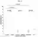 Fig. 24 - Methods and compositions for treating non-small cell lung cancer