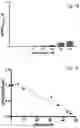 Fig. 12 - Peptoids and methods for attenuating inflammatory response