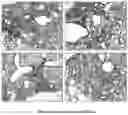 Fig. 01 - COMPOSITION FOR TREATING PULMONARY FIBROSIS COMPRISING ALLOFERON