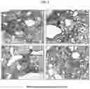 Fig. 02 - COMPOSITION FOR TREATING PULMONARY FIBROSIS COMPRISING ALLOFERON