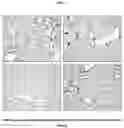 Fig. 03 - COMPOSITION FOR TREATING PULMONARY FIBROSIS COMPRISING ALLOFERON