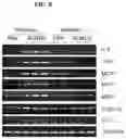 Fig. 09 - COMPOSITION FOR TREATING PULMONARY FIBROSIS COMPRISING ALLOFERON