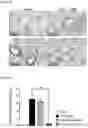Fig. 07 - PHARMACEUTICAL COMPOSITION FOR PREVENTING OR TREATING INFLAMMATORY RESPIRATORY DISEASE CONTAINING FUSION PROTEIN IN WHICH CELL-PENETRATING PEPTIDE AND CTCTLA4 PEPTIDE ARE FUSED AS ACTIVE INGREDIENT