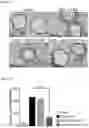 Fig. 08 - PHARMACEUTICAL COMPOSITION FOR PREVENTING OR TREATING INFLAMMATORY RESPIRATORY DISEASE CONTAINING FUSION PROTEIN IN WHICH CELL-PENETRATING PEPTIDE AND CTCTLA4 PEPTIDE ARE FUSED AS ACTIVE INGREDIENT