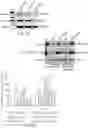 Fig. 07 - PTD-SMAD7 THERAPEUTICS