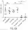 Fig. 17 - PTD-SMAD7 THERAPEUTICS