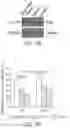 Fig. 25 - PTD-SMAD7 THERAPEUTICS