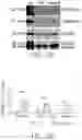 Fig. 27 - PTD-SMAD7 THERAPEUTICS