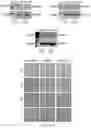 Fig. 28 - PTD-SMAD7 THERAPEUTICS