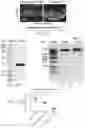 Fig. 30 - PTD-SMAD7 THERAPEUTICS