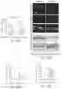 Fig. 31 - PTD-SMAD7 THERAPEUTICS