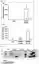 Fig. 02 - Immunogenic composition targeting S100A9