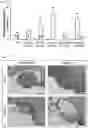Fig. 03 - Immunogenic composition targeting S100A9