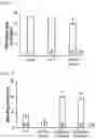 Fig. 04 - Immunogenic composition targeting S100A9