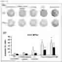 Fig. 07 - Immunogenic composition targeting S100A9