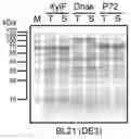 Fig. 01 - Composition for preventing and treating infection, and method for producing said composition