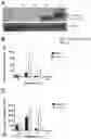 Fig. 04 - DEVELOPMENT OF AN ALTERNATIVE MODIFIED LIVE INFLUENZA B VIRUS VACCINE