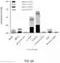Fig. 08 - VACCINES FOR HSV-2