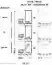 Fig. 12 - VACCINES FOR HSV-2