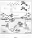 Fig. 02 - Enzymatically activatable peptide-redox modulator conjugates and use thereof